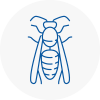 Barton On Sea Wasp Nest Removal